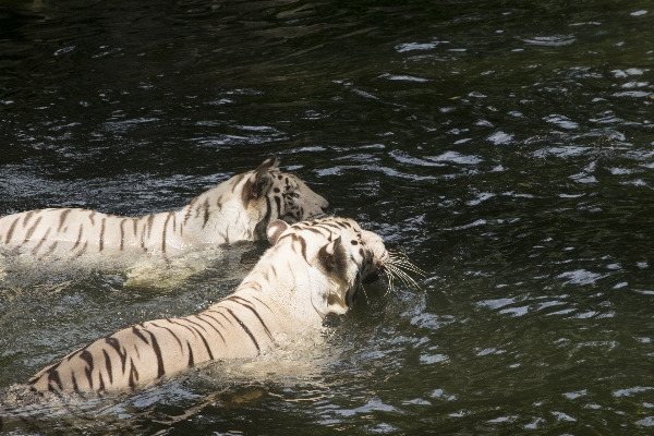 Foto Acqua animali selvatici selvaggio zoo