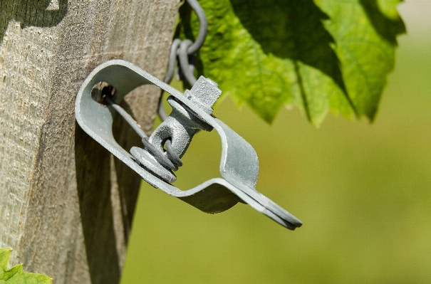 Branch wine leaf wire Photo