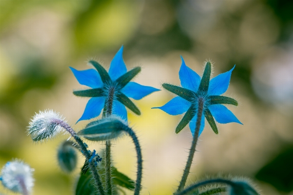 Nature blossom plant leaf Photo