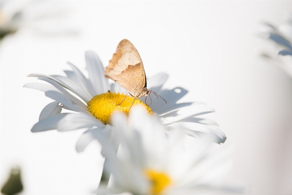 Foto Natureza florescer plantar branco