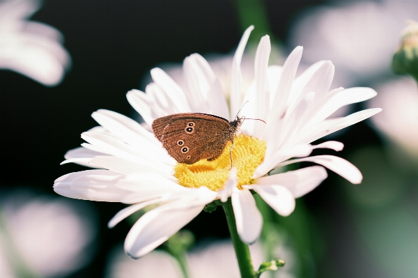 Nature blossom plant white Photo