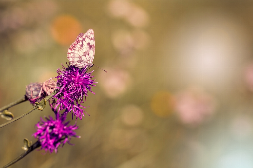 Naturaleza rama florecer planta