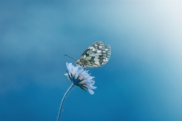 Photo Nature fleurir aile ciel