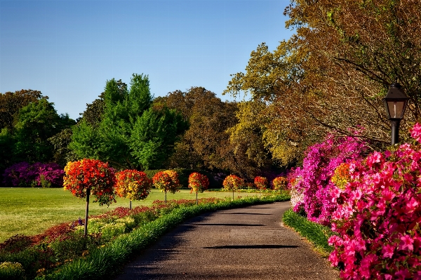 Landscape tree nature forest Photo