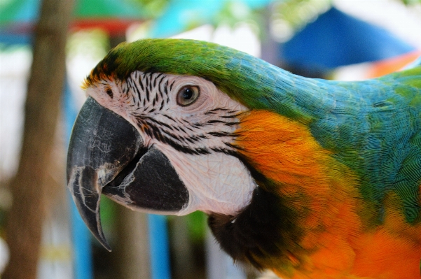 自然 鳥 動物 かわいい 写真