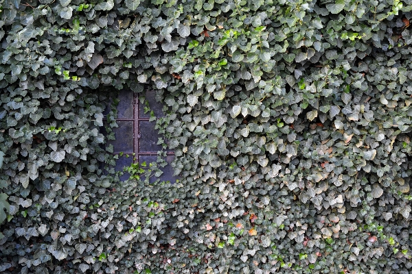 草 rock 植物 芝生 写真