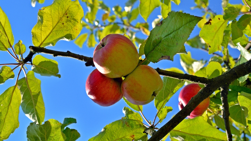 Apple 树 分支 开花