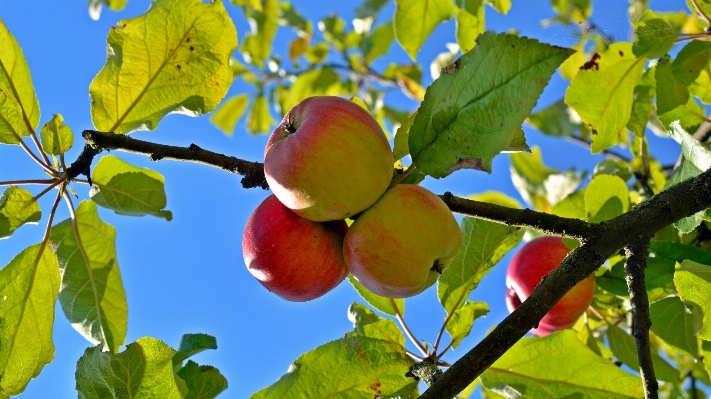 Apple tree branch blossom Photo