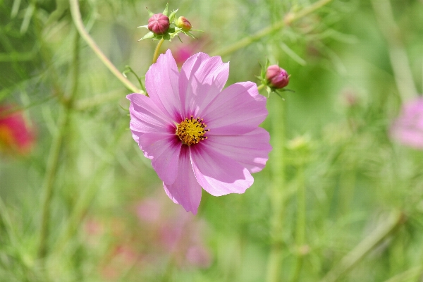 Nature blossom plant field Photo