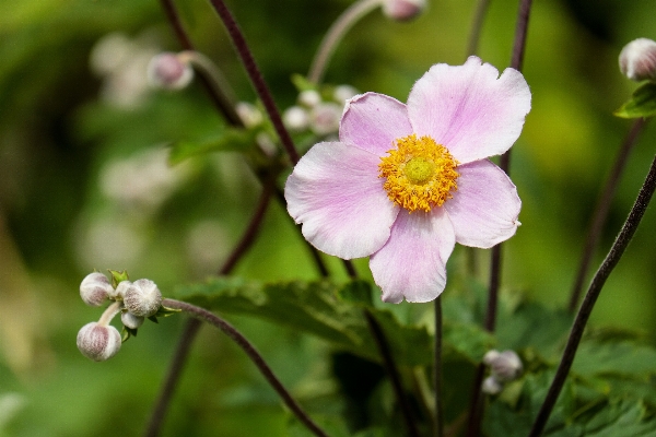 Nature blossom plant meadow Photo