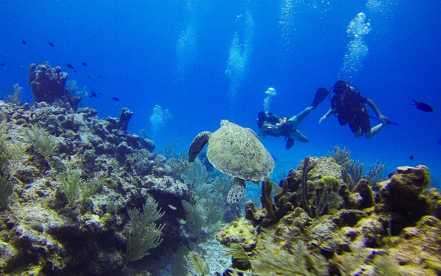 Sea ocean diving underwater Photo