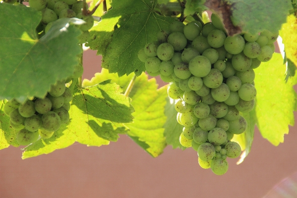 Nature read plant grape Photo