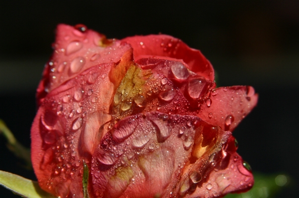 Blossom dew plant photography Photo