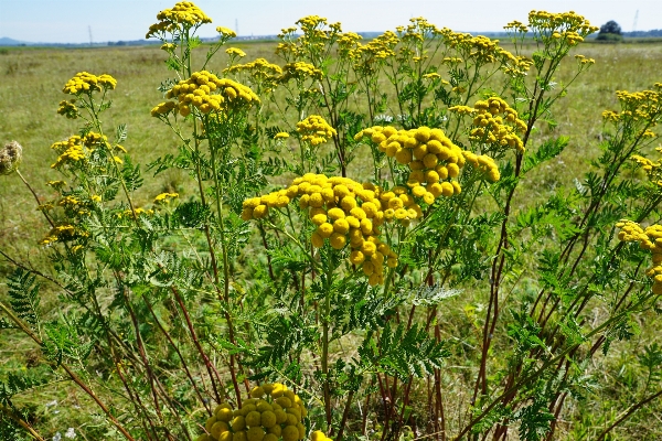 Nature plant field meadow Photo