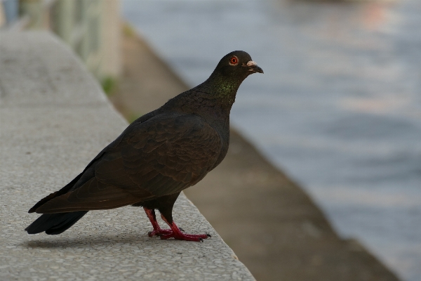 Foto Alam burung margasatwa paruh