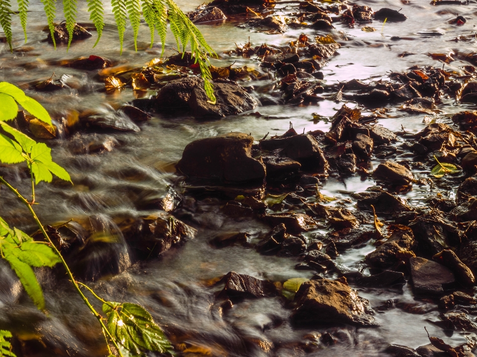 Tree water nature forest