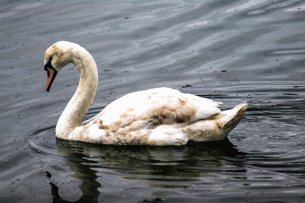 水 自然 アウトドア 鳥 写真