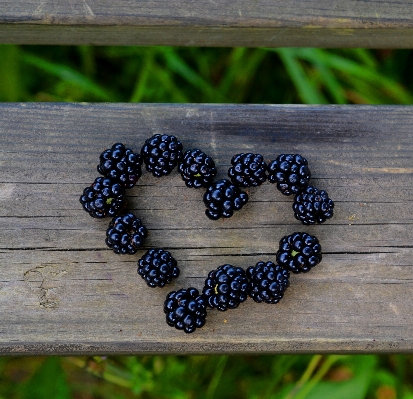 Nature plant wood fruit Photo