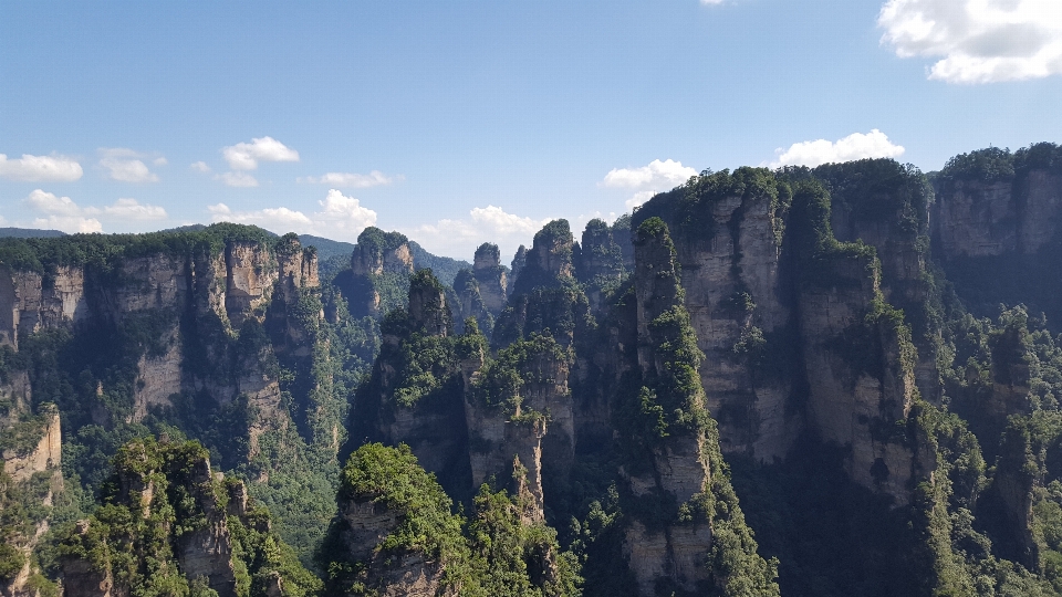 树 自然 森林 荒野