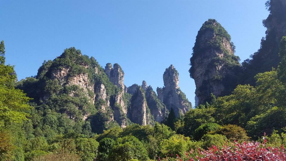 Pohon hutan gurun
 gunung