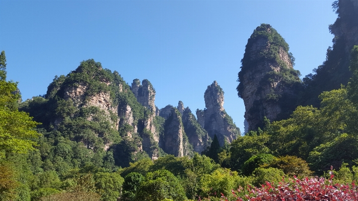 나무 숲 황야
 산 사진