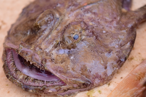 Sea dish food mediterranean Photo