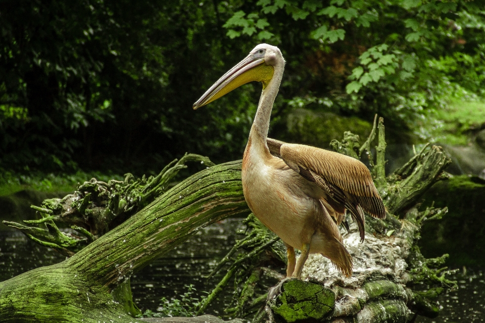 Baum wasser wald vogel