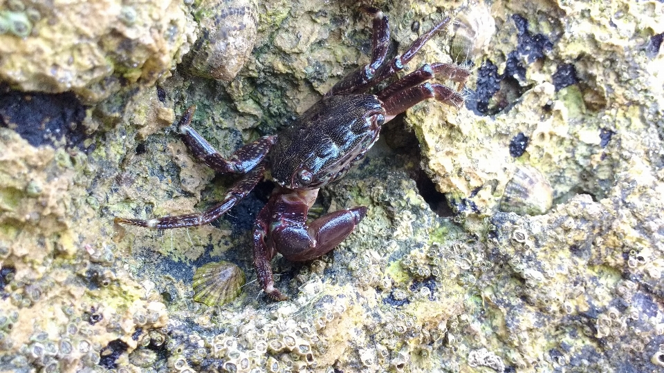 Natur rock tier tierwelt