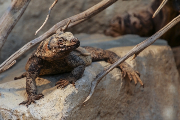 自然 動物 野生動物 usa 写真