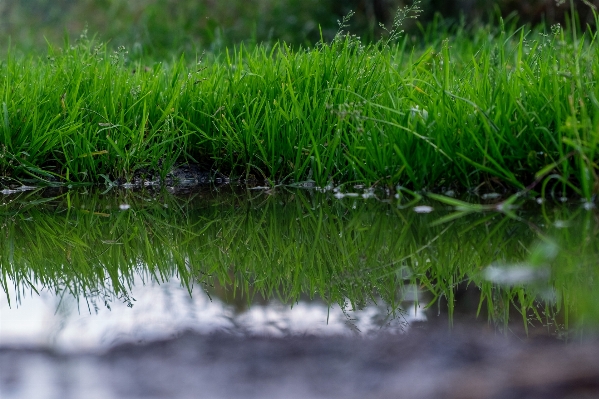 水 草 植物 道 写真