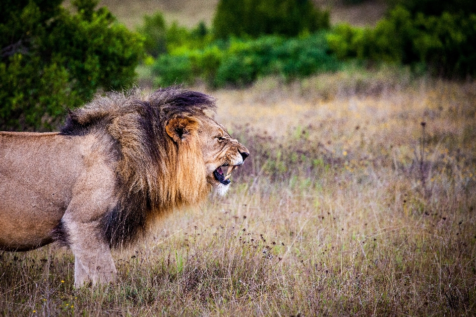 Natur gras wildnis
 abenteuer