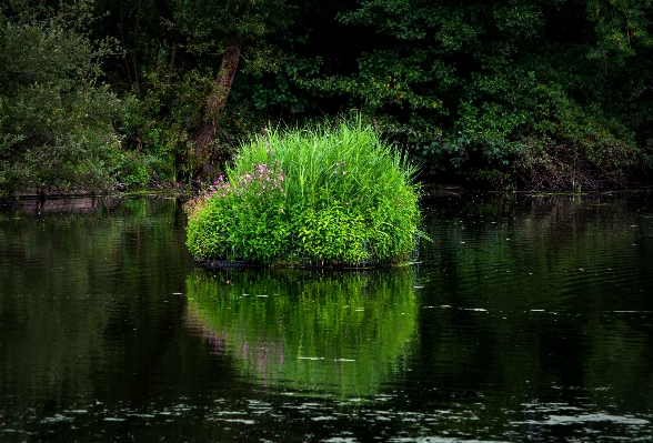 Tree water nature forest Photo