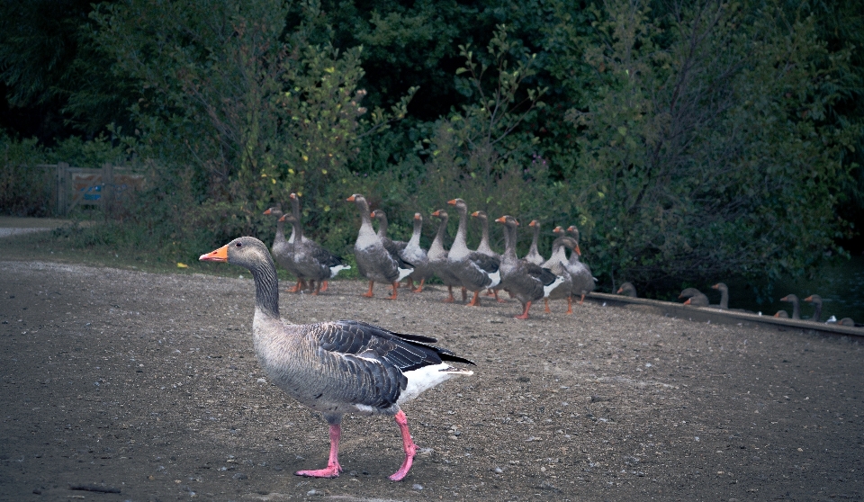 Natur gehen vogel tierwelt