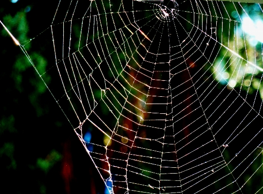 Foto Alam bahan invertebrata jaring laba-laba