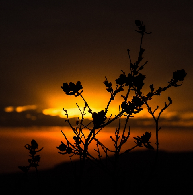 Landschaft natur horizont zweig