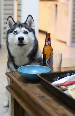 Foto Casa cane animale domestico mammifero