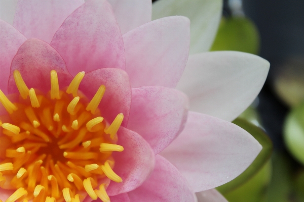 Water nature blossom plant Photo