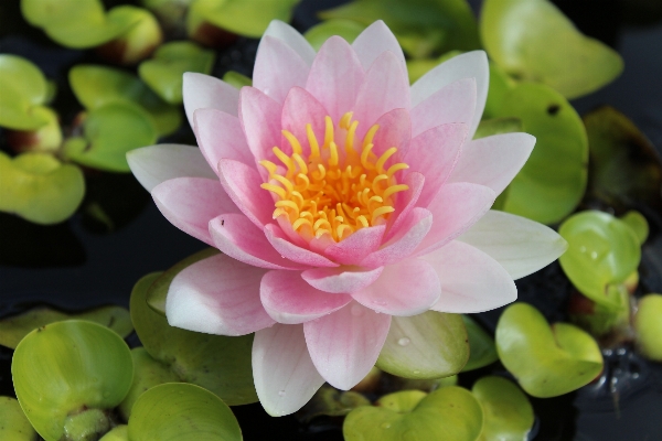 Water nature blossom plant Photo