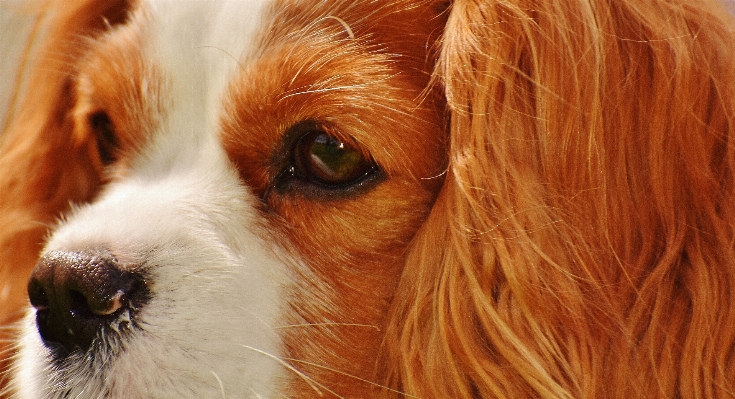 Foto Bianco cane animale carino