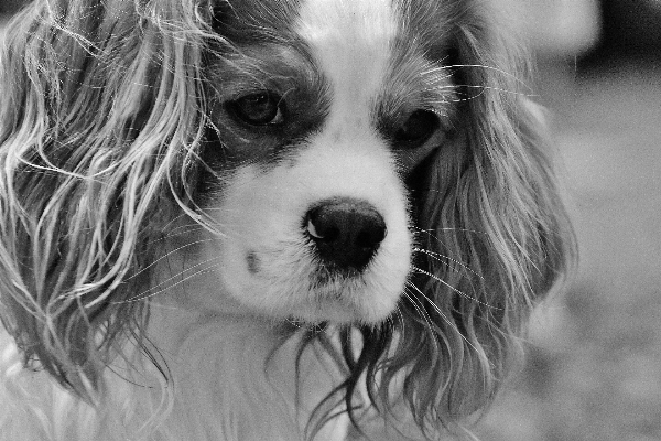 黒と白
 白 犬 動物 写真