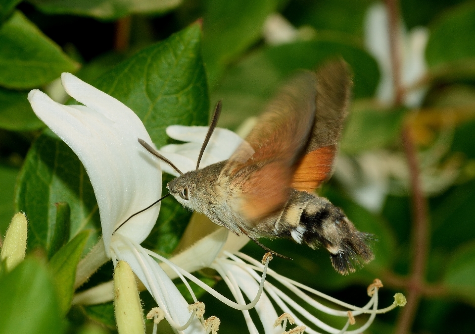 Natura ramo uccello fiore