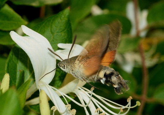 Foto Alam cabang burung bunga