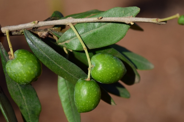 Nature branch plant fruit Photo