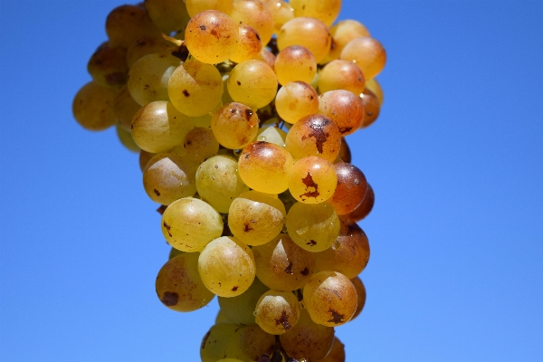 Plant grape vine fruit Photo