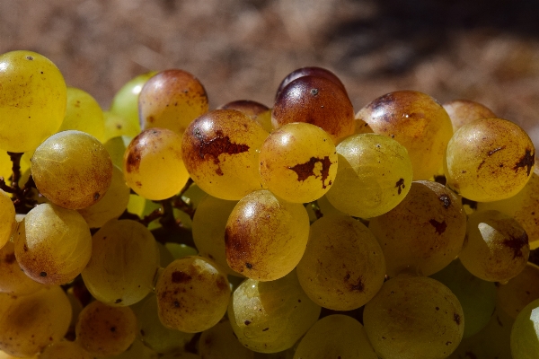 Branch plant grape vine Photo