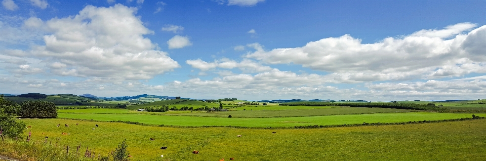 Paysage herbe horizon ciel