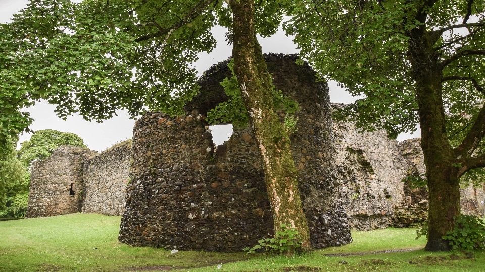 Baum gebäude alt schloss