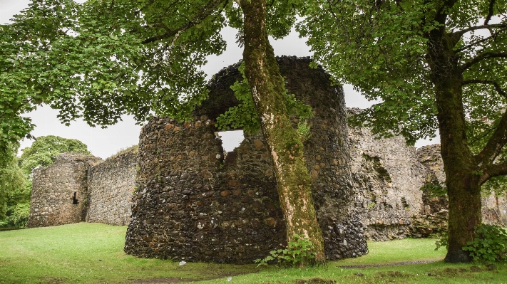 Foto árbol edificio viejo castillo