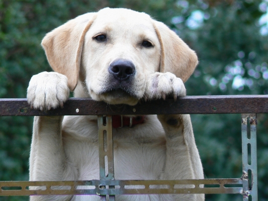 Foto Anak anjing peliharaan mamalia