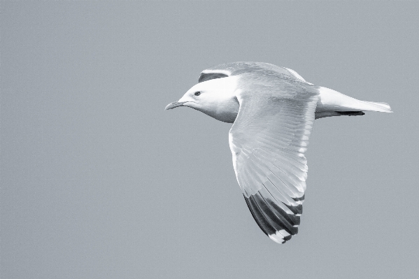 Sea bird wing sunshine Photo